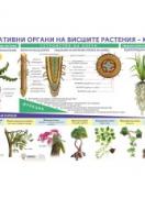 Вегетативни органи на висшите растения - корен - стенно табло с лайсни